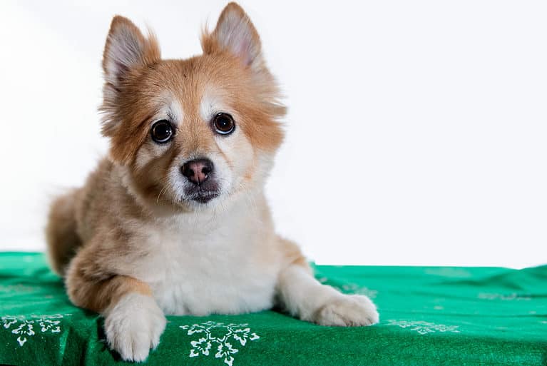 Shiba Inu Mix