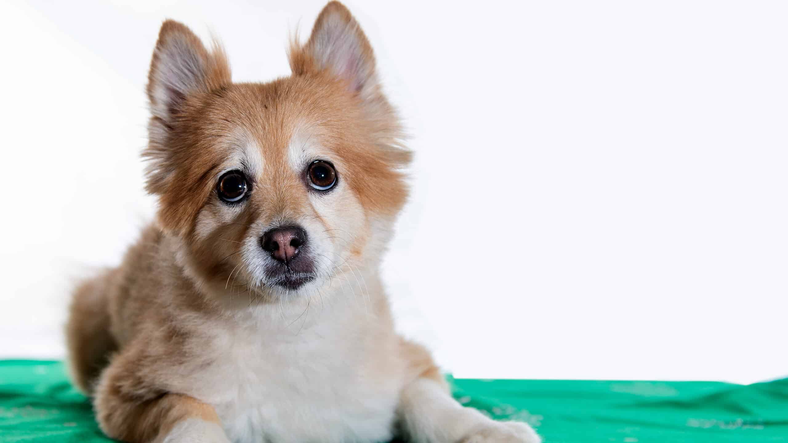 Shiba Inu Mix Dog Breed Guide AZ Animals