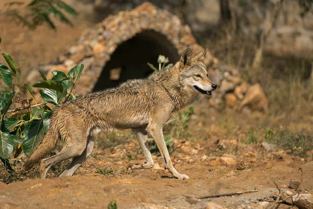 Profile of standing canis rufus half-open mouth