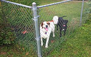 The 5 Most Popular Types of Fences for Dogs Picture