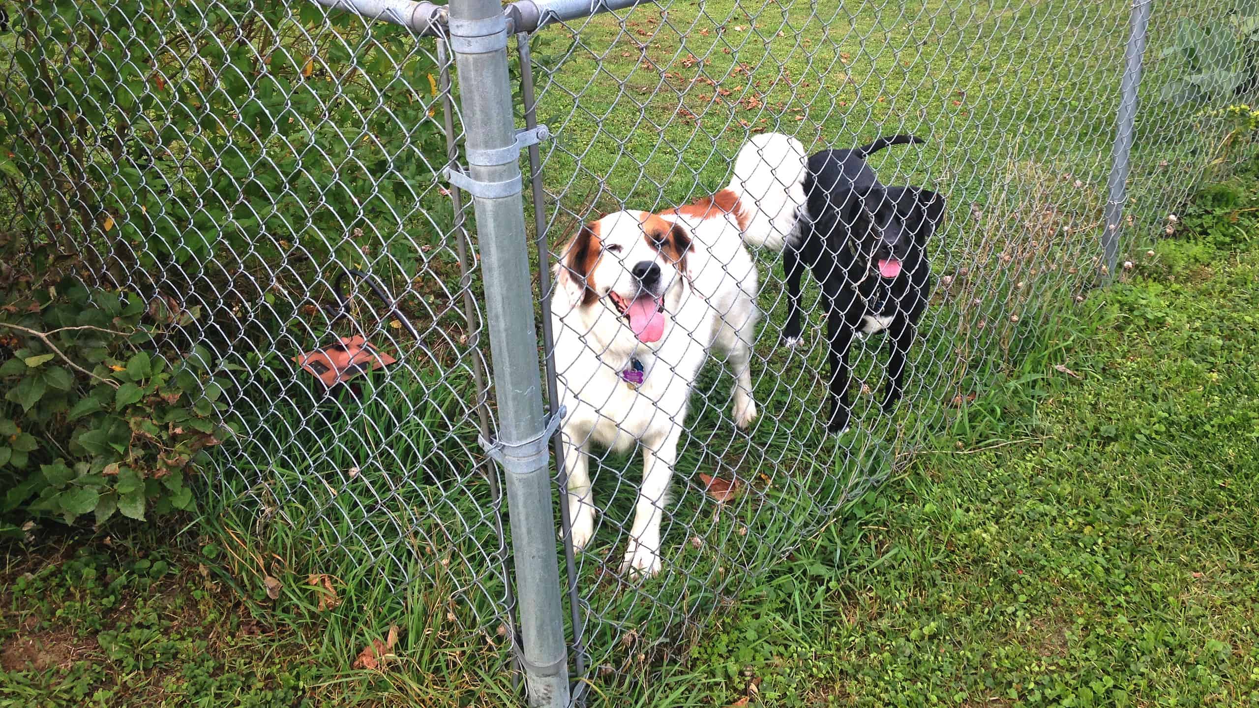 Two dogs in front of a chain-linked fence