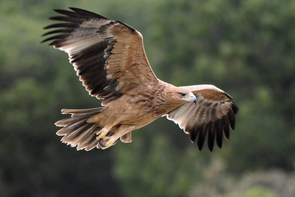 Eastern imperial eagle in flight