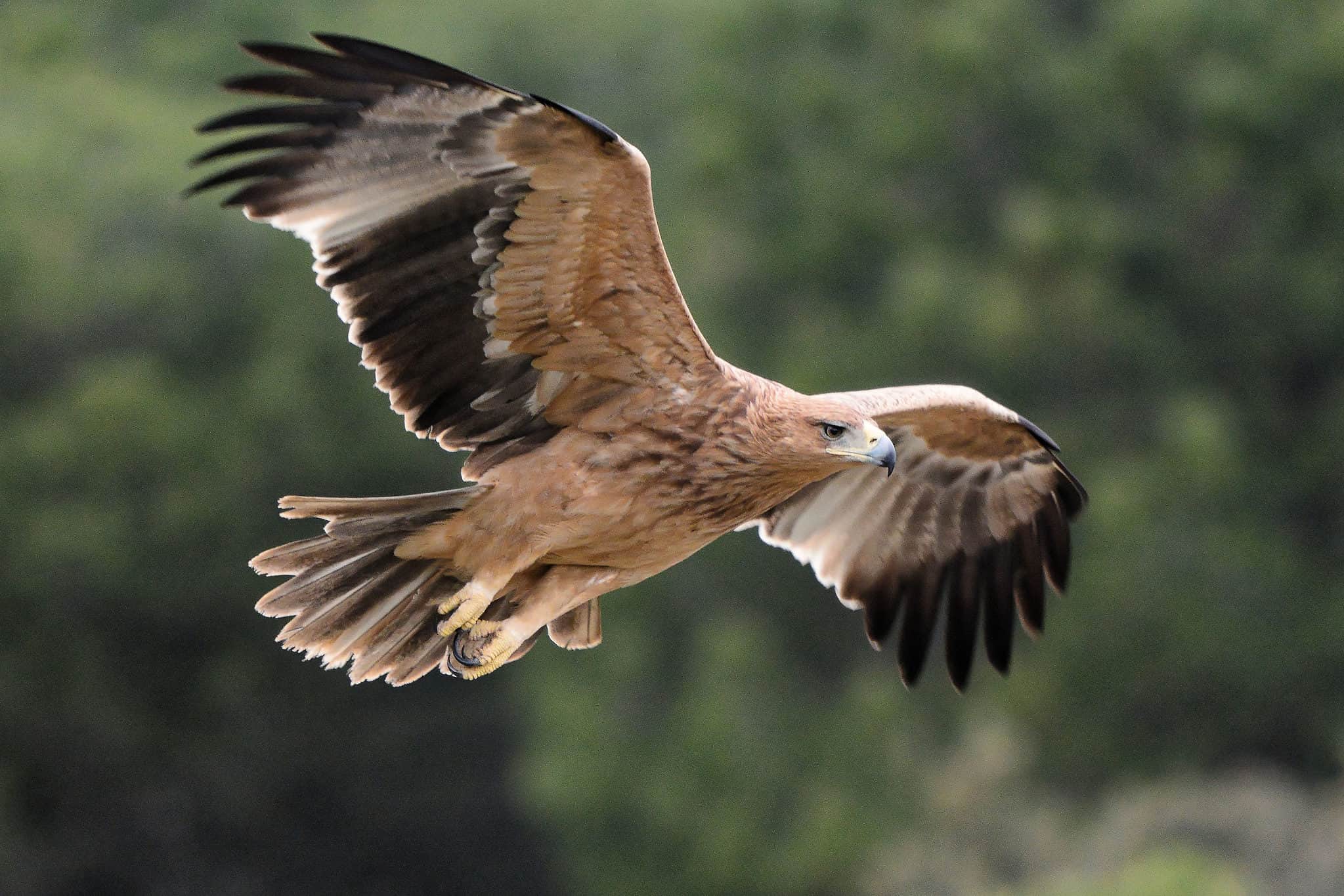 federal-eagle-the-national-bird-of-germany-unianimal