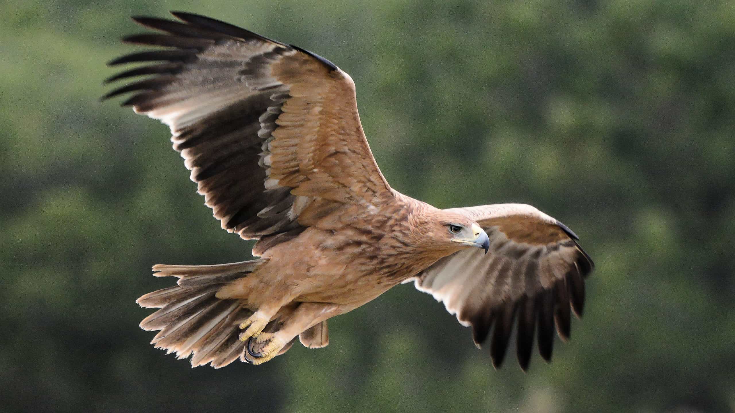 Águila Imperial: El ave nacional de España