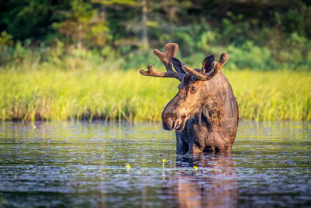 Moose in shallow water