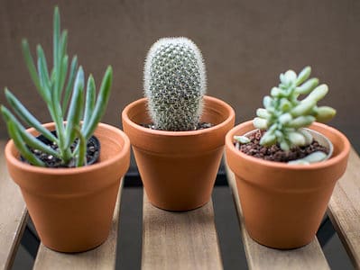 A How to Care for Succulents Indoors