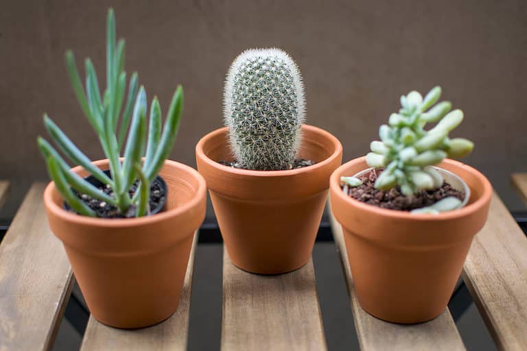 Small succulents in terracotta pots on a balcony.