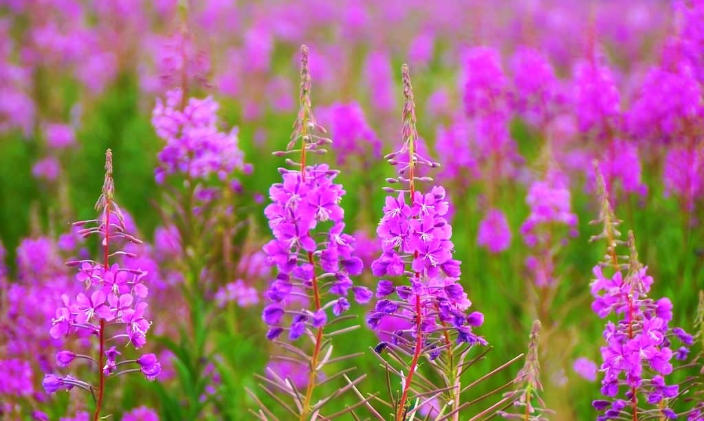 Fireweed (Epilobium angustifolium)