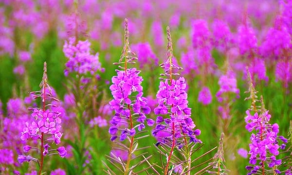 12 Native Plants In Alaska - A-Z Animals