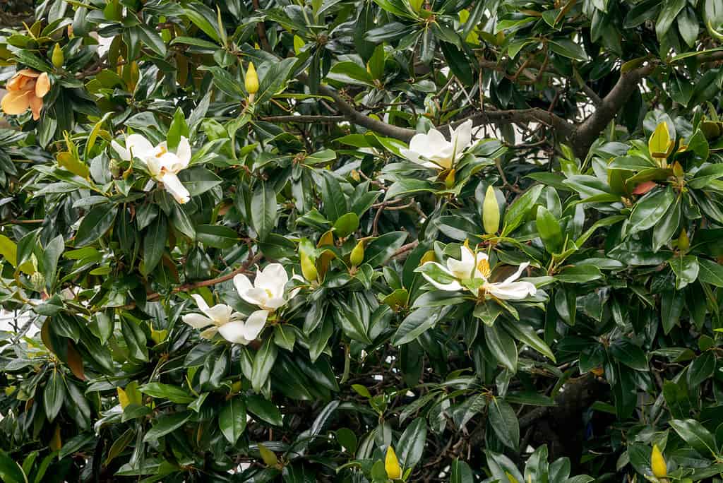 southern magnolia