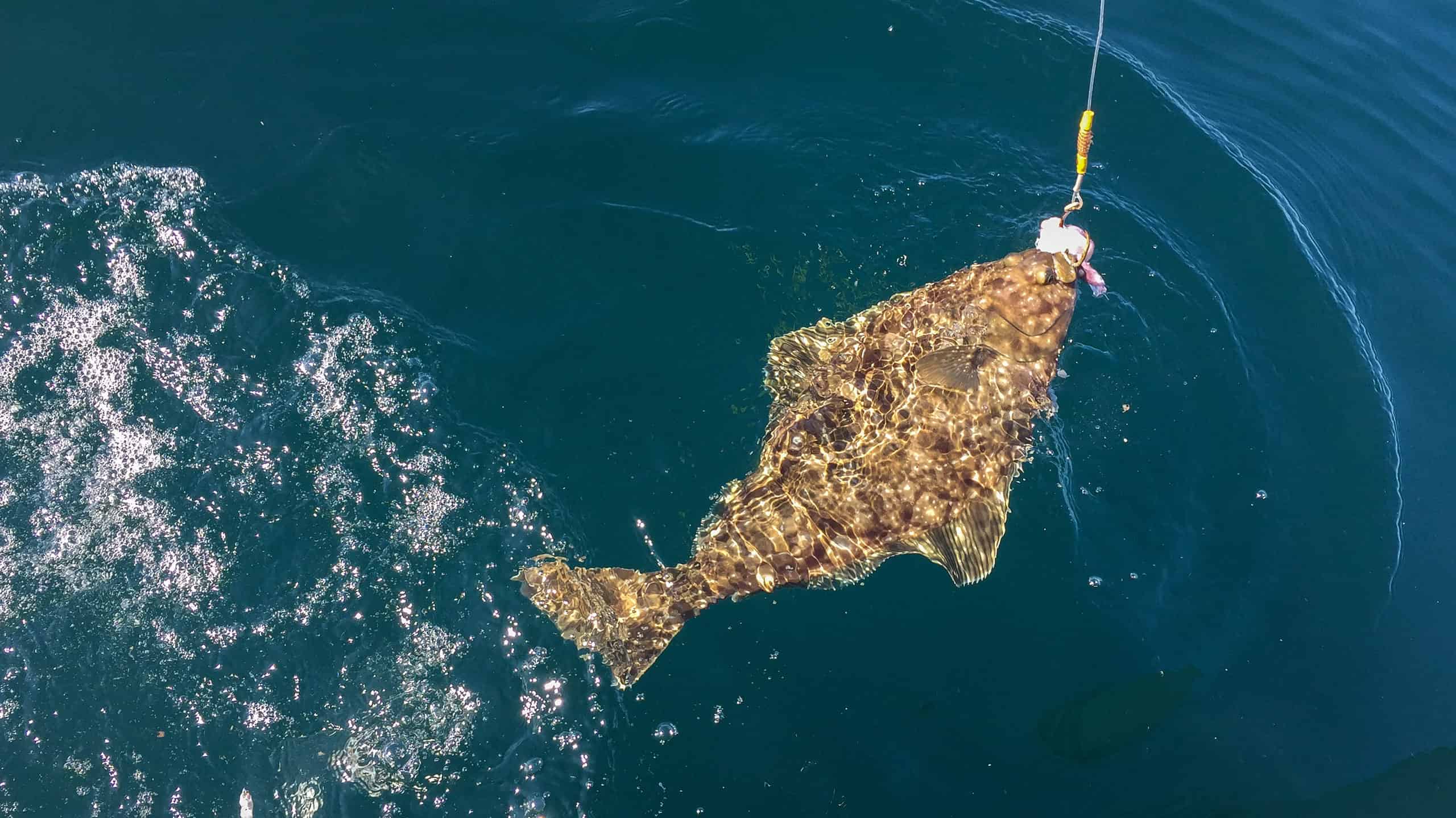 Halibut caught by a fishing line