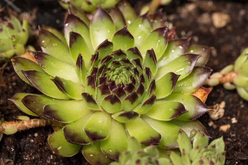 Sempervivum Black Top succulent plant with beautiful green leaves with black tips