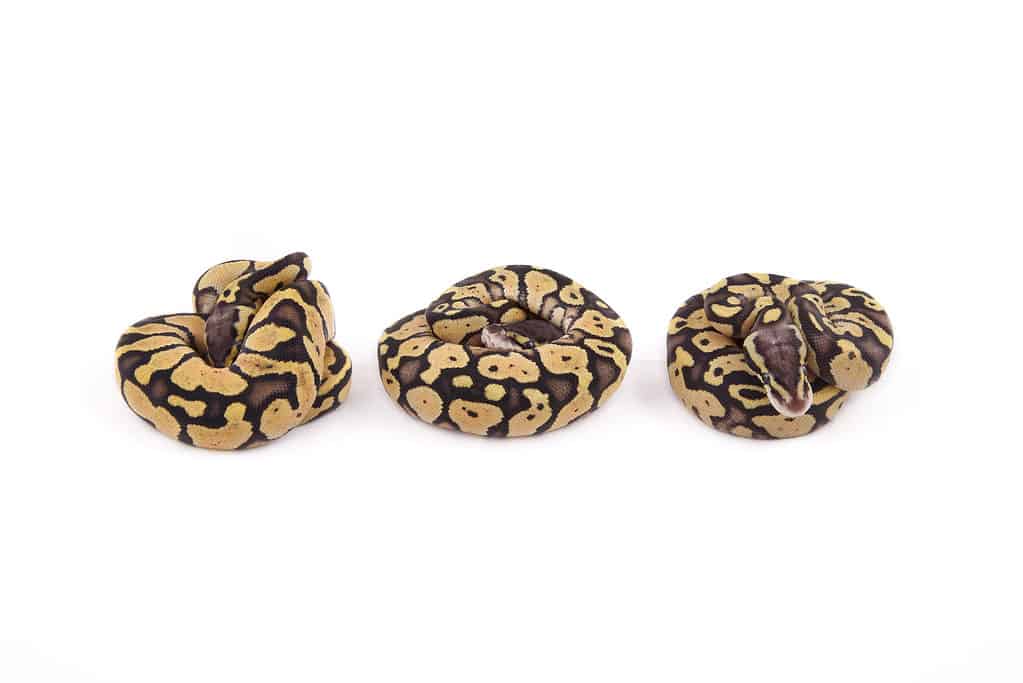 Three baby firefly ball pythons