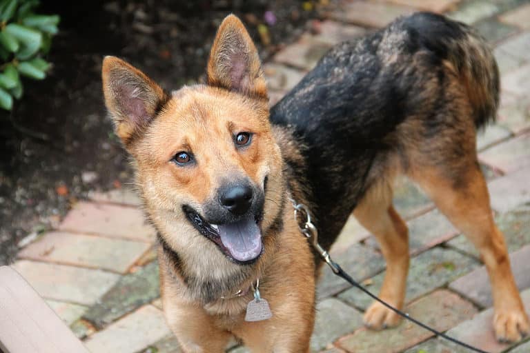 Shiba/German shepherd mix