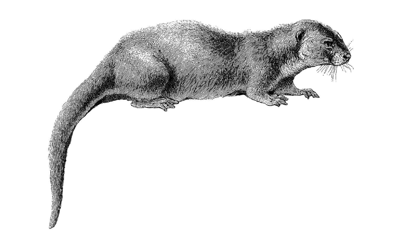 Meet the Largest Otter That Ever Lived, a 440lb Giant - A-Z Animals