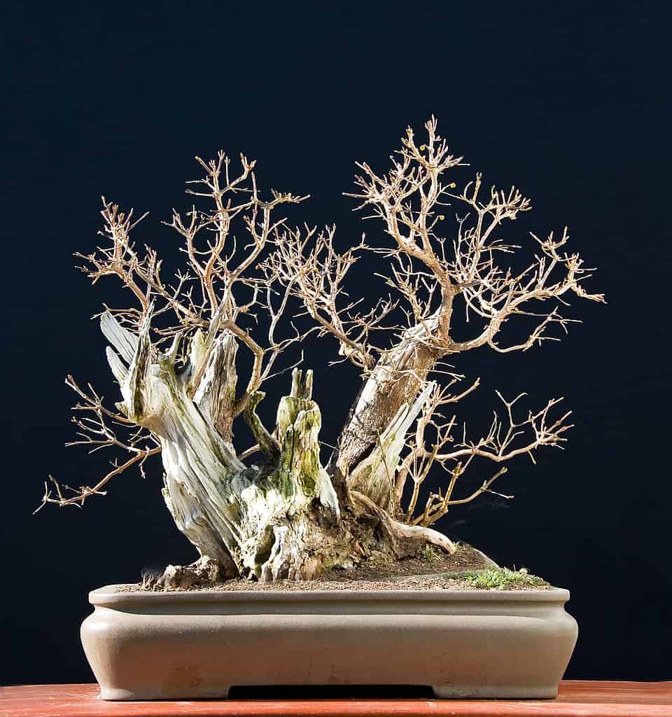 Dogwood bonsai in winter