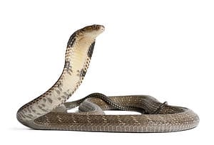 Can you Insure a Deadly Snake? How Much Does it Cost? photo