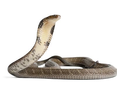 A Can you Insure a Deadly Snake? How Much Does it Cost?