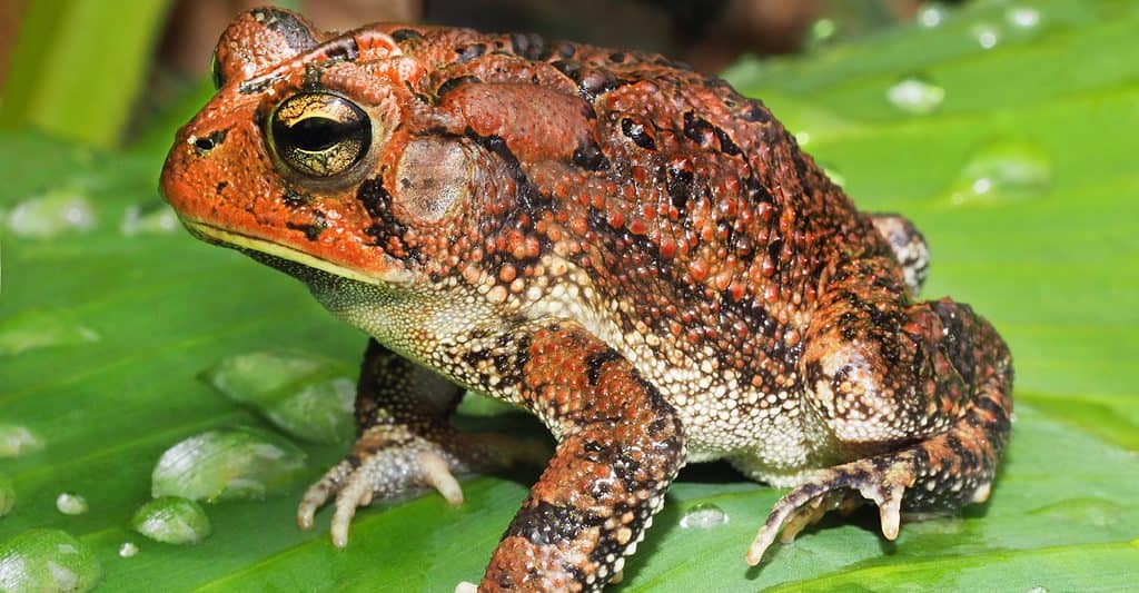 southern toad