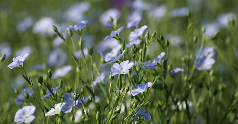 prarie flax