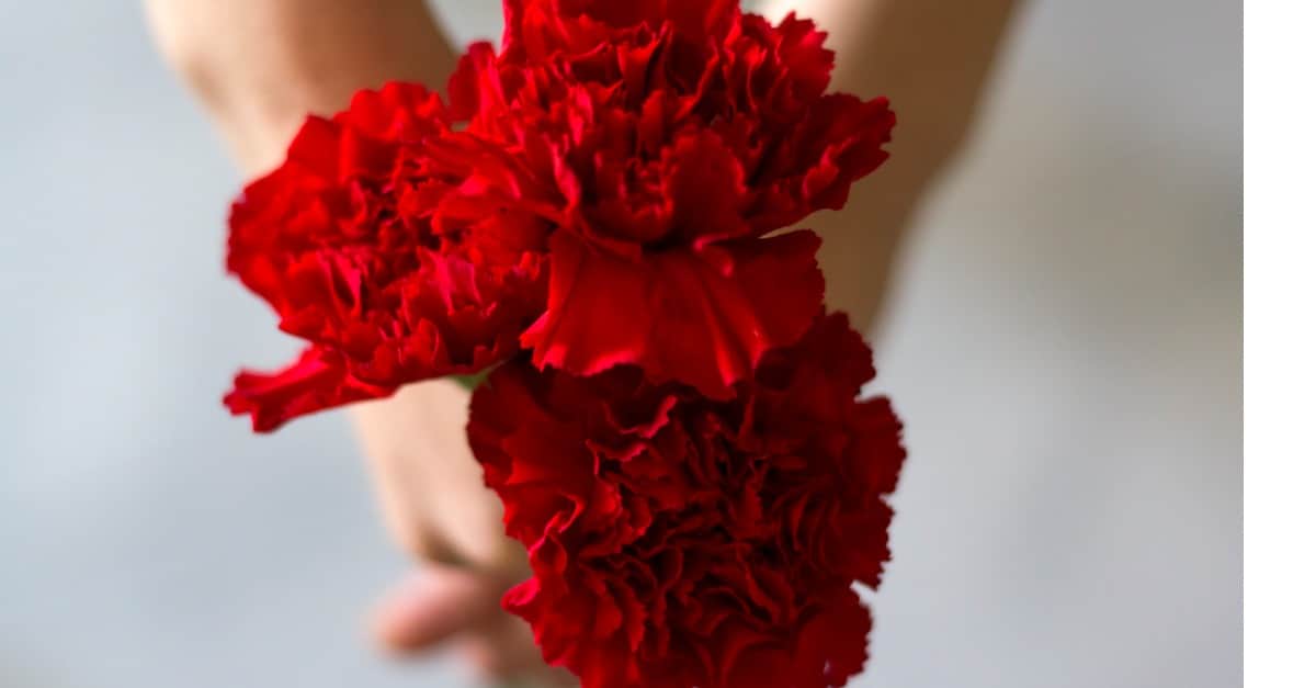 Red carnations.