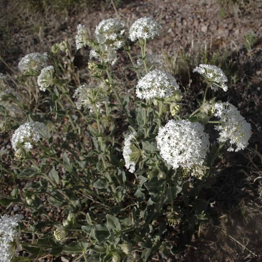 Abronia fragrans habitus