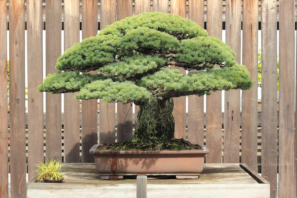 The most expensive Japanese White Pine Bonsai Tree ever sold.