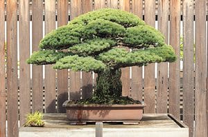 Discover the Most Expensive Bonsai Trees in the World! Picture