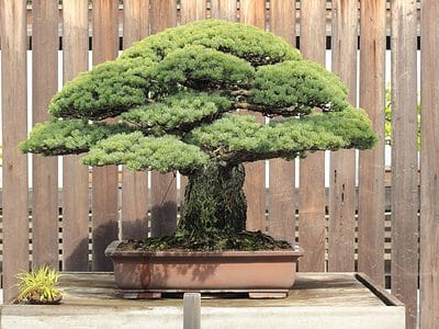 A Discover the Most Expensive Bonsai Trees in the World!