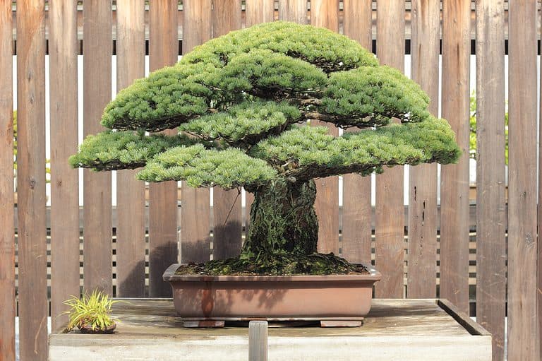 Discover the Top 7 Most Expensive Bonsai Trees Ever Sold AZ Animals