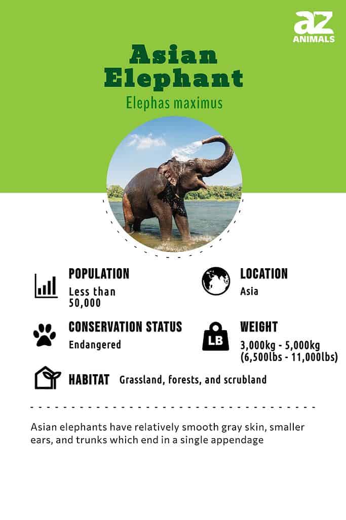 Asian Elephant - A-Z Animals