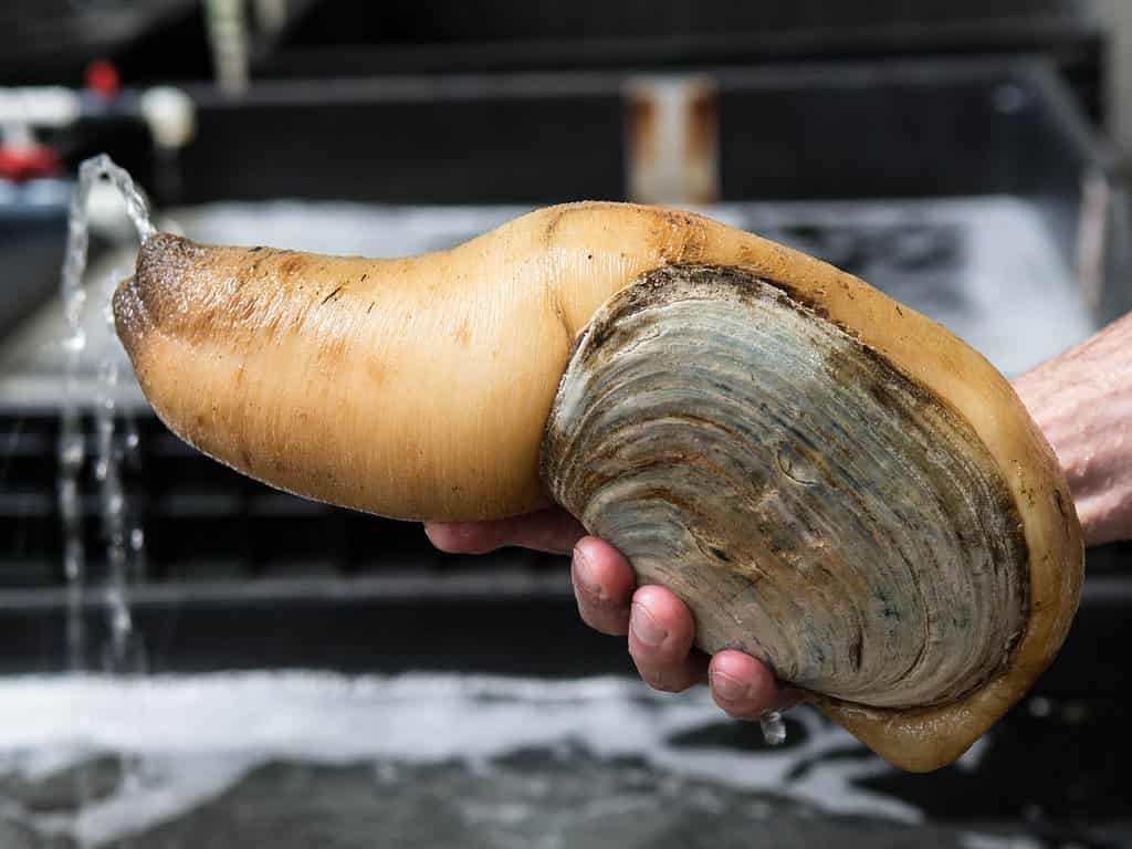 Geoducks typically weigh around 2 pounds