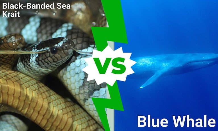 Black-Banded Sea Krait vs Blue Whale