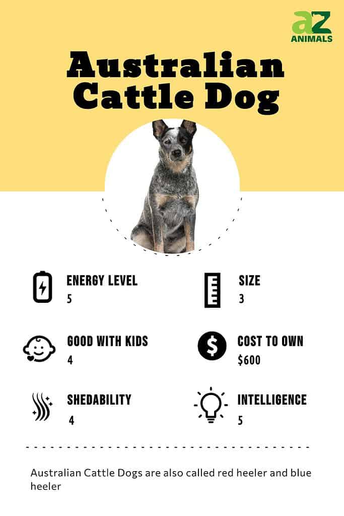 Australian Cattle Dog infographic