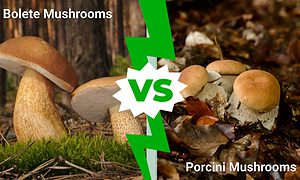 Bolete Mushrooms vs. Porcini Mushrooms photo