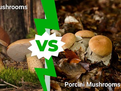 A Bolete Mushrooms vs. Porcini Mushrooms