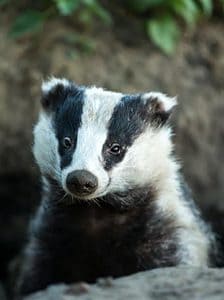 10 Incredible Badger Facts Picture