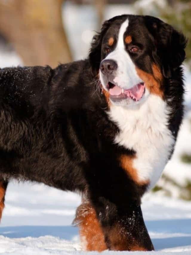 10 Incredible Bernese Mountain Dog Facts Cover image