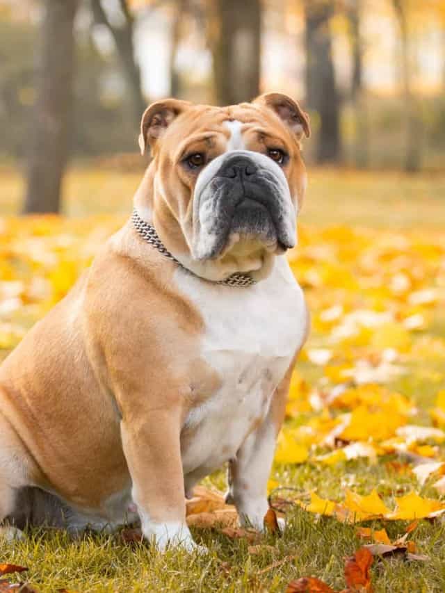 10 Incredible Bulldog Facts Cover image