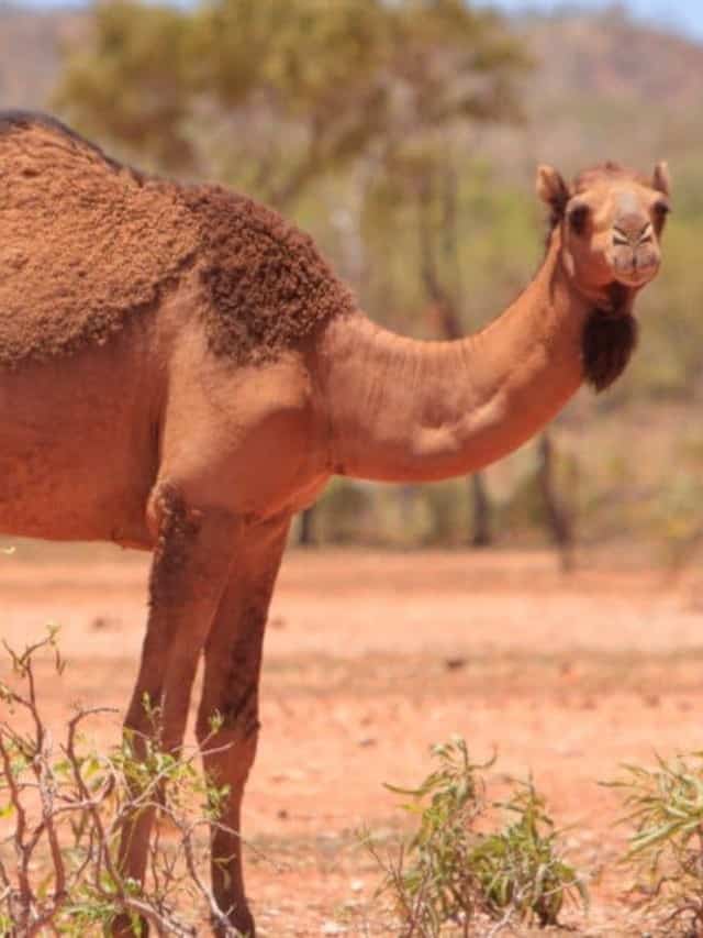 10 Incredible Camel Facts Cover image