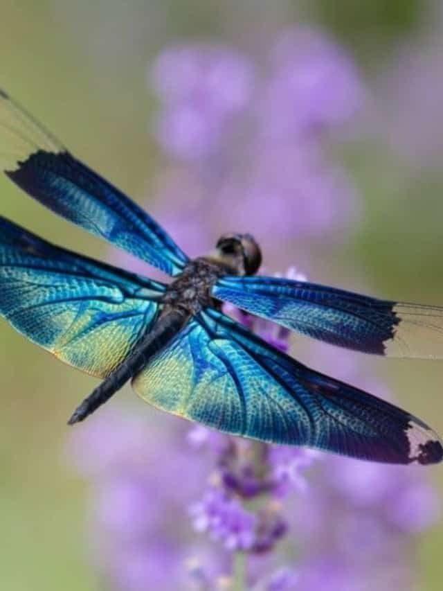 10 Incredible Dragonfly Facts Cover image
