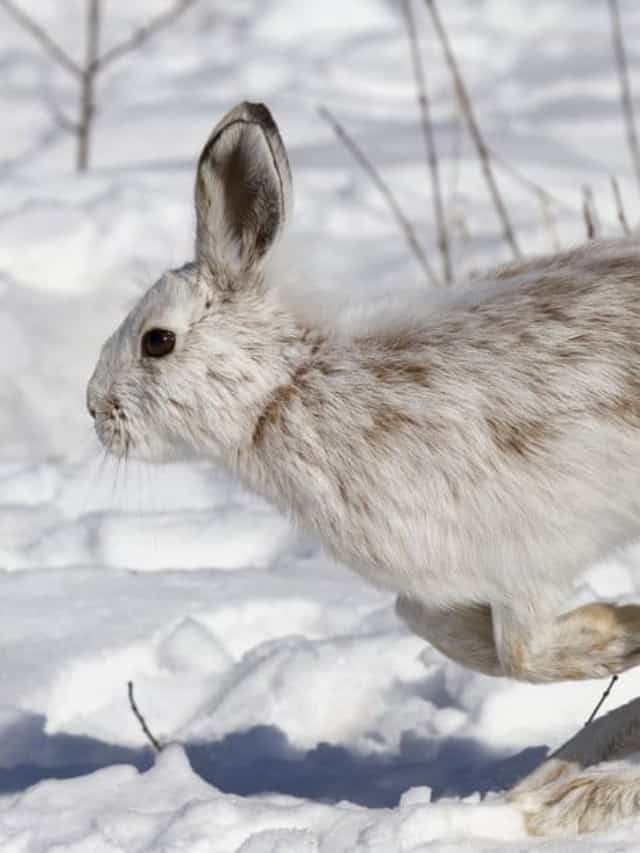 10 Incredible Snowshoe Hare Facts - AZ Animals