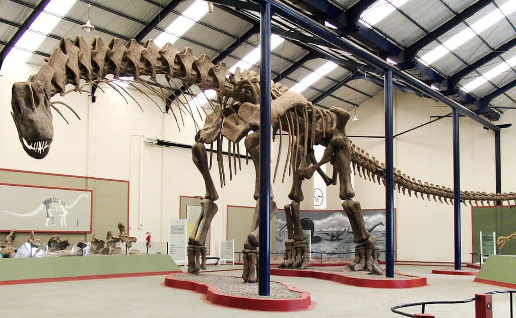 Argentinosaurus skeleton