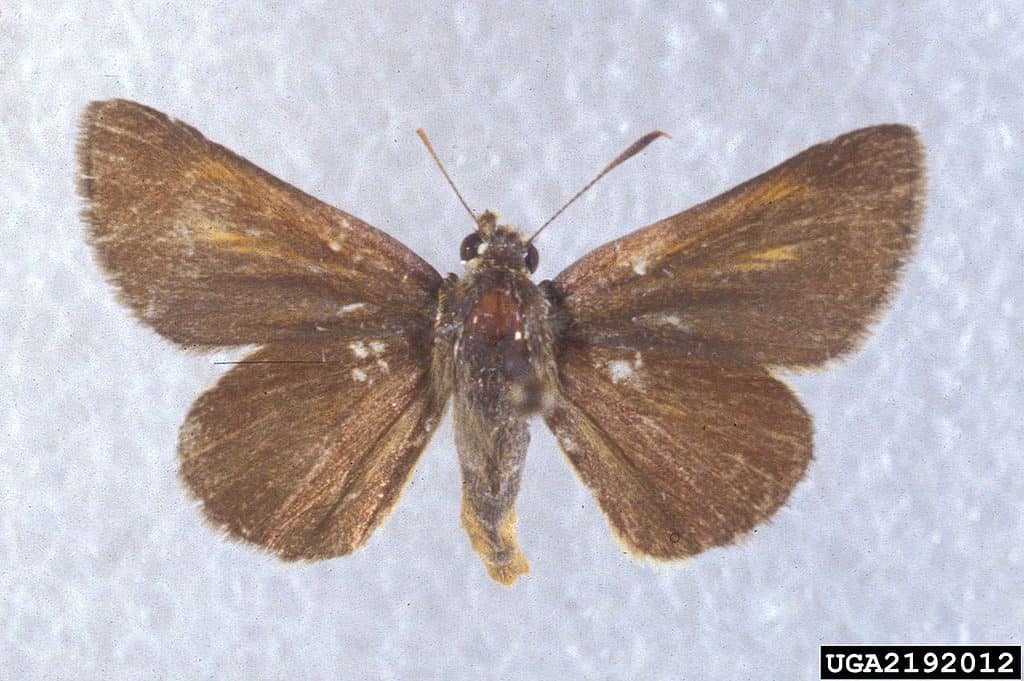 Atrytone arogos, the arogos skipper or beard-grass skipper, is a butterfly of the family Hesperiidae.
