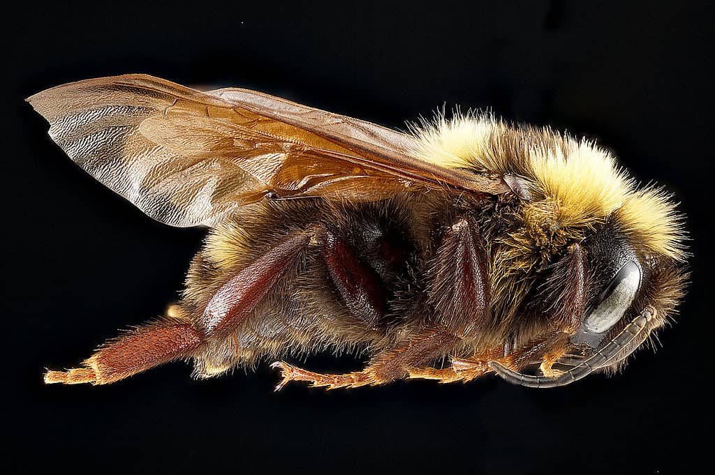 Bombus variabilis is a critically endangered species of cuckoo bumblebee.