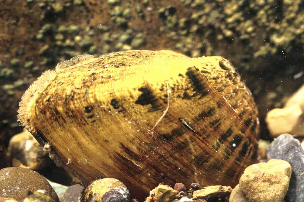 Epioblasma triquetra