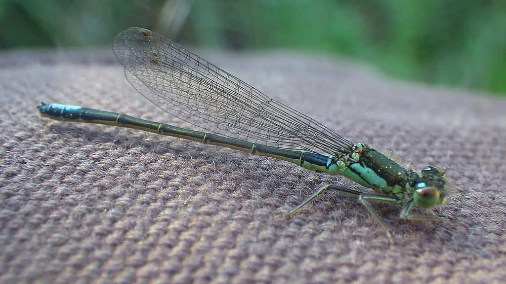 San Francisco Forktail