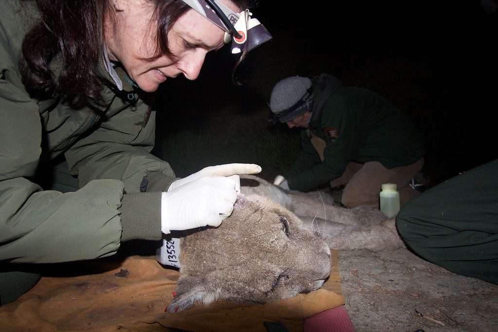 The Los Angeles mountain lion P-22 treated for mange