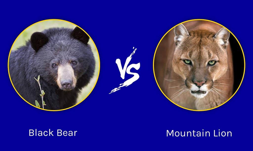 Black Bear  vs Mountain Lion