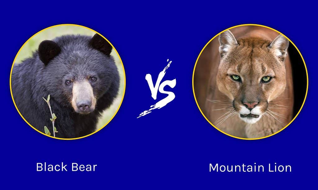 California Clash: Who Emerges Victorious in a Black Bear vs. Mountain